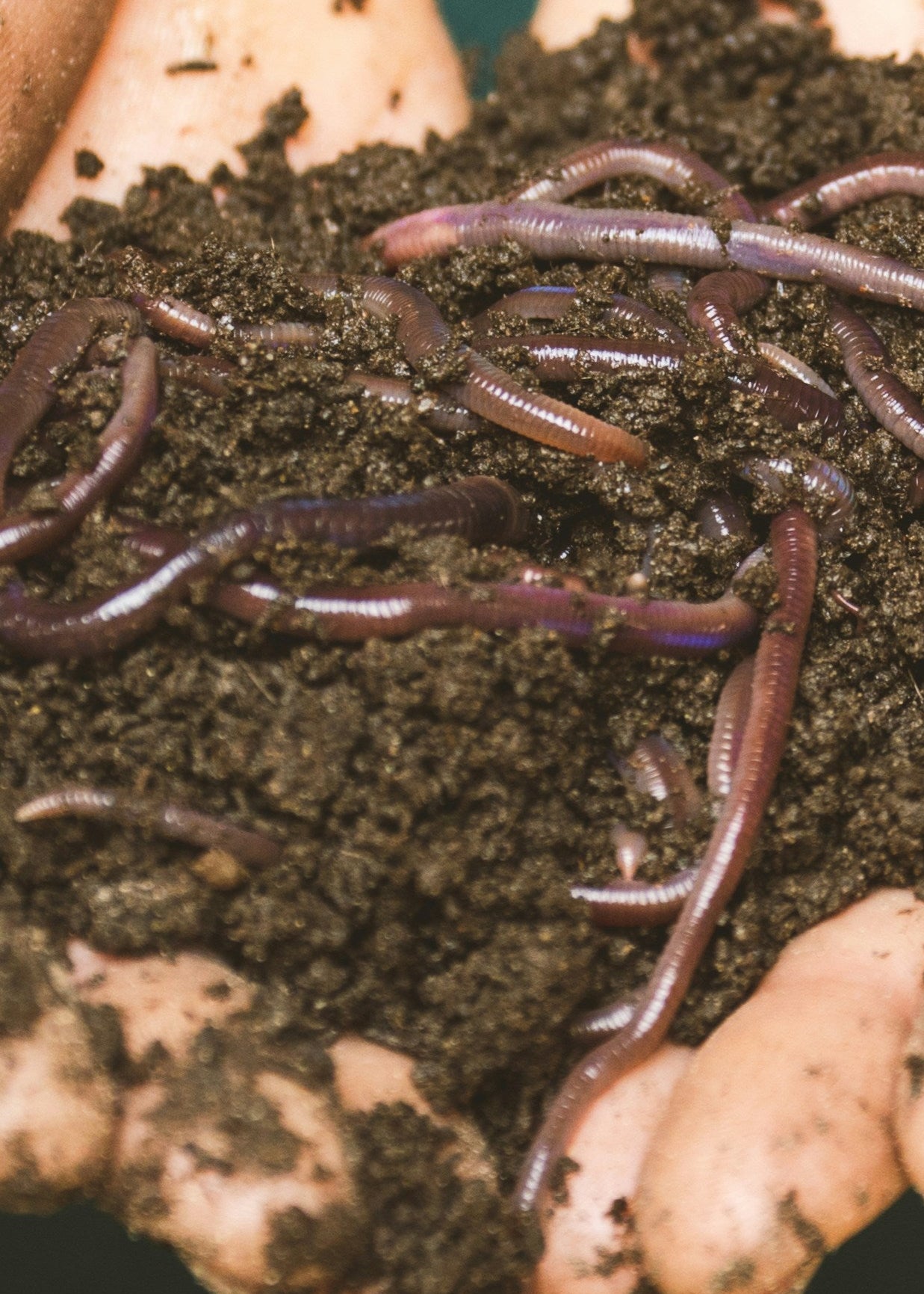 Hands holding soil with earthworms against a dark background
